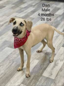 Rescue Shepherd Dogs for Adoption in Holbrook, New York - DAN | PetCurious