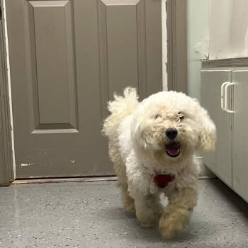 Rocky -  Bichon Frise Dog for Adoption in Waldorf, Maryland - Rocky | PetCurious
