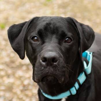 Black Labrador Retriever and Boxer Dogs Available for Adoption in Middletown, Rhode Island - Finn | PetCurious