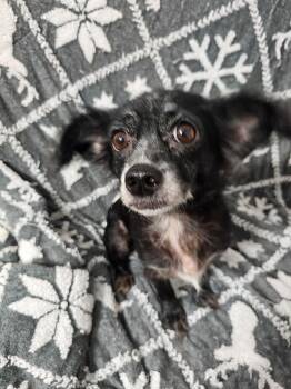 Trixiana MD14430-T -  Chihuahua Dog for Adoption in Missouri City, Texas - Trixiana MD14430-T | PetCurious