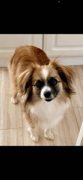 Smores -  Shepherd and Australian Shepherd Dog for Adoption in Irwin, Pennsylvania - Smores | PetCurious