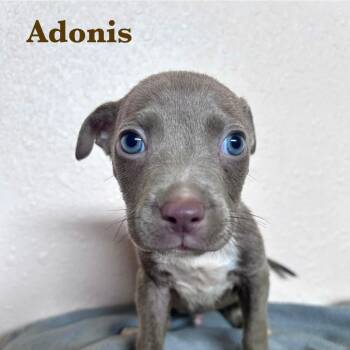 Rescue American Staffordshire Terrier Dogs for Adoption in Spring, Texas - Adonis | PetCurious