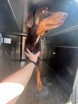 A476317 -  Doberman Pinscher and Mixed Breed Dog for Adoption in Oklahoma City, Oklahoma - A476317 | PetCurious