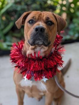 Marley -  Mixed Breed Dog for Adoption in Gulfport, Mississippi - Marley | PetCurious