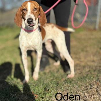Rescue Coonhound Dogs for Adoption in Jacksboro, Tennessee - Oden | PetCurious
