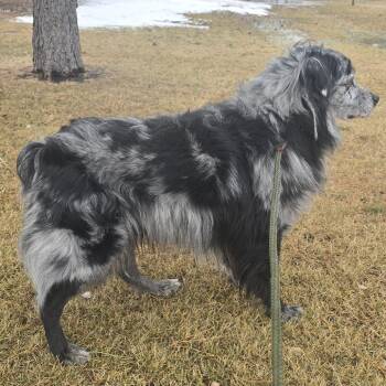 Australian Shepherd Dogs Available for Adoption - Xanex | PetCurious