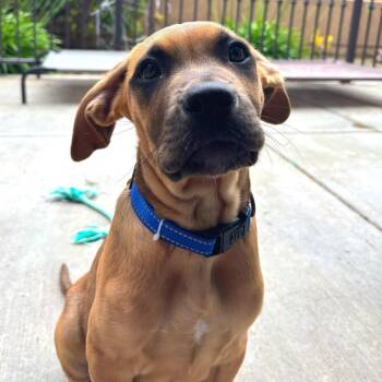 Val -  Pit Bull Terrier Dog Available for Adoption in Sunnyvale, California - Val | PetCurious