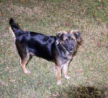 Rescue Australian Shepherd Dogs for Adoption in Centerville, Georgia - Whiskey | PetCurious