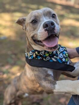 Rescue Pit Bull Terrier Dogs for Adoption in Danielsville, Georgia - Maggie- In Foster | PetCurious
