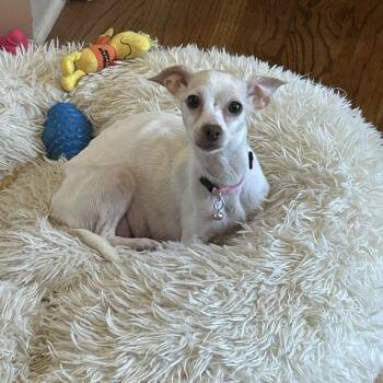 Chihuahua Dogs Available for Adoption - Lola 2026-46 | PetCurious
