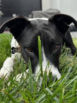 COSMO -  Border Collie Dog for Adoption in Broomfield, Colorado - COSMO | PetCurious