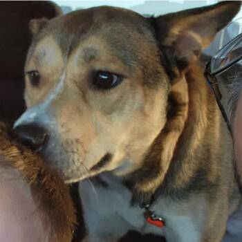 Rico -  Shepherd and Mixed Breed Dog for Adoption in Bristol, Indiana - Rico | PetCurious