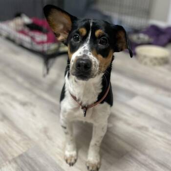Patsy -  Chihuahua and Corgi Dog for Adoption in Fayetteville, Georgia - Patsy | PetCurious
