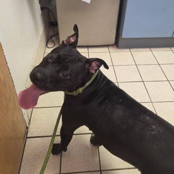 Mixed Breed Dogs Available for Adoption in Charleston, West Virginia - Dunkin Aka Zeena | PetCurious