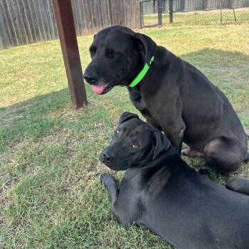 Cole -  Black Labrador Retriever and Mixed Breed Dog for Adoption in Wimberley, Texas - Cole | PetCurious