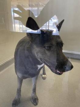 Cobalt -  Shepherd Dog for Adoption in Victorville, California - Cobalt | PetCurious