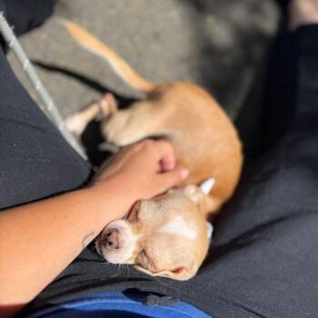 Bridget -  Chihuahua Dog for Adoption in Newberg, Oregon - Bridget | PetCurious