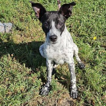 LEO -  Border Collie and Mixed Breed Dog for Adoption in Camarillo, California - LEO | PetCurious