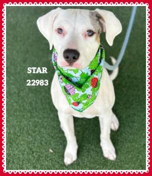 STAR -  Pit Bull Terrier Dog for Adoption in Marietta, Georgia - STAR | PetCurious