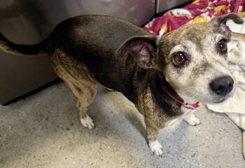 Sweet Adorable Amy -  Italian Greyhound and Terrier Dog for Adoption in Boca Raton, Florida - Sweet Adorable Amy | PetCurious