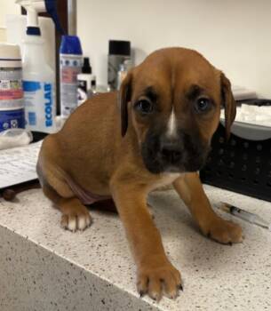 Boxer and Mixed Breed Dogs Available for Adoption in Greenfield, Indiana - Feta | PetCurious