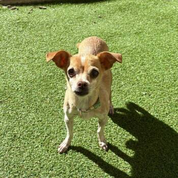 Rescue Mixed Breed and Chihuahua Dogs for Adoption in Las Cruces, New Mexico - Leia | PetCurious