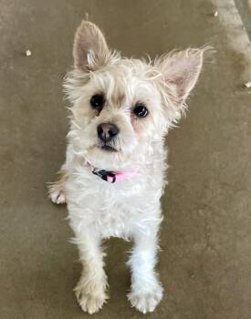 Yorkshire Terrier Dogs Available for Adoption in Lacon, Illinois - Honey | PetCurious