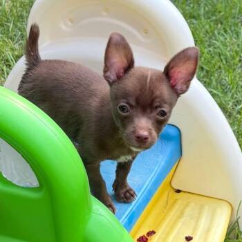 Charlie Brown (MJ-fostered in TN) -  Chihuahua Dog for Adoption in Brighton, Tennessee - Charlie Brown (MJ-fostered In TN) | PetCurious