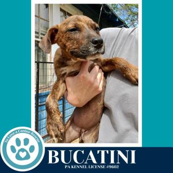 Boxer and Hound Dogs Available for Adoption in Kimberton, Pennsylvania - Bucatini (Pasta Pups) 042526 | PetCurious