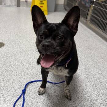 Ludi -  French Bulldog Dog for Adoption in Grand Rapids, Michigan - Ludi | PetCurious