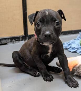 Crystal -  Mixed Breed Dog for Adoption in Warren, Michigan - Crystal | PetCurious