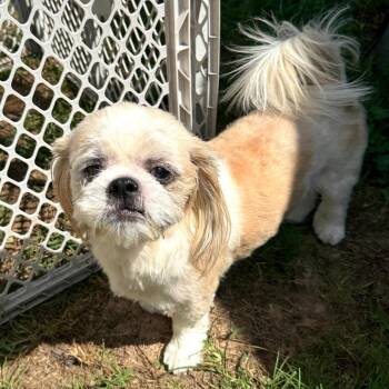 Sebastian Chai -  Shih Tzu Dog for Adoption in Houston, Texas - Sebastian Chai | PetCurious