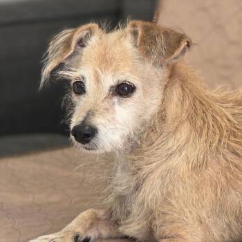 Doreen -  Mixed Breed Dog for Adoption in Huntsville, Alabama - Doreen | PetCurious