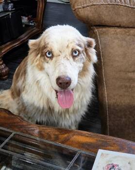 Skipper -  Australian Shepherd Dog for Adoption in Princeton, Massachusetts - Skipper | PetCurious