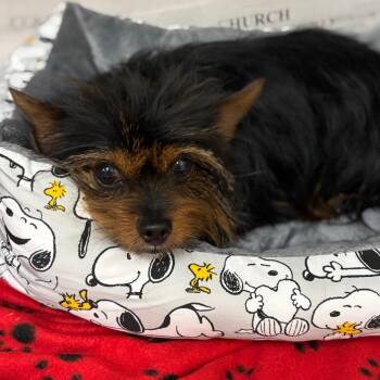 Yorkshire Terrier Dogs Available for Adoption - Mac | PetCurious