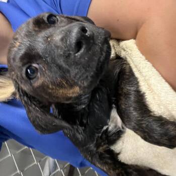 Pluto -  Labrador Retriever and Mixed Breed Dog for Adoption in Richmond Hill, Georgia - Pluto | PetCurious