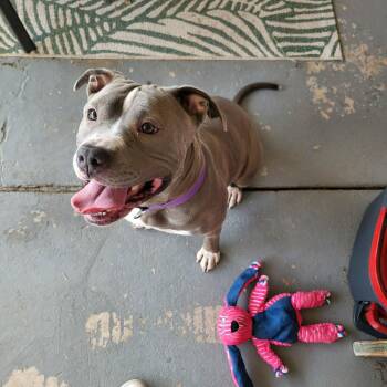 Pit Bull Terrier Dogs Available for Adoption - Majesty | PetCurious