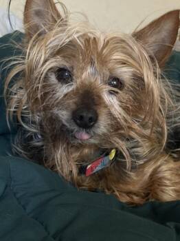 Yorkshire Terrier Dogs Available for Adoption in San Diego, California - Kylo | PetCurious