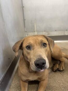 Pit Bull Terrier Dogs Available for Adoption in San Bernardino, California - SANDY | PetCurious