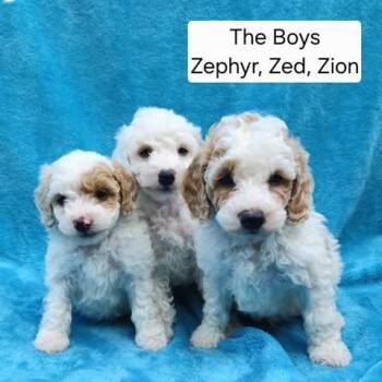 Miniature Poodle and Mixed Breed Dogs Available for Adoption in Watertown, Wisconsin - Z Litter Males (Zion, Zed, And Zephyr Available After June 13th) | PetCurious