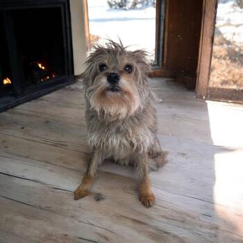 Rescue Terrier Dogs for Adoption in Dallas, Georgia - Ramen | PetCurious