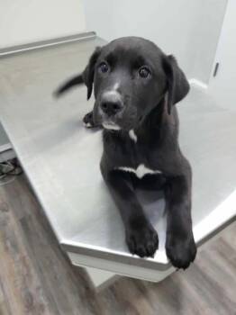 Labrador Retriever Dogs Available for Adoption - Coop | PetCurious