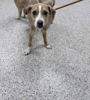 Terrier and Mixed Breed Dogs Available for Adoption in Gastonia, North Carolina - Big Pat | PetCurious