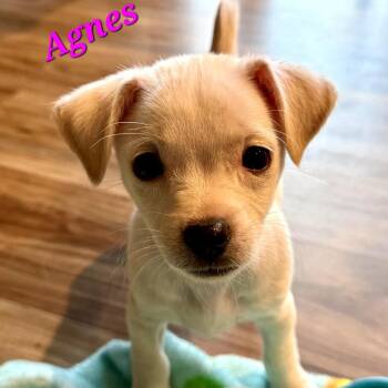 Agnes -  Chihuahua Dog for Adoption in Monticello, Iowa - Agnes | PetCurious