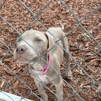 Leilani -  Weimaraner and Pit Bull Terrier Dog for Adoption in Clinton, Wisconsin - Leilani | PetCurious