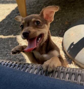 Run: Rally -  Chihuahua Dog for Adoption in Palo Alto, California - Run: Rally | PetCurious