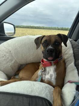 Boxer Dogs Available for Adoption in Stanwood, Washington - Silly | PetCurious