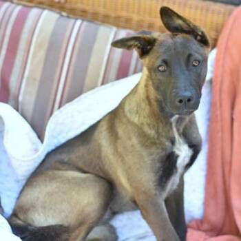Shepherd and Husky Dogs Available for Adoption in Conroe, Texas - Brinkley | PetCurious