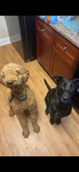 Goldendoodle Dogs Available for Adoption in Statesboro, Georgia - Zeppelin *Courtesy Posting* | PetCurious
