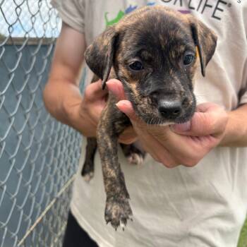 Indigo -  Mixed Breed and Catahoula Leopard Dog Dog for Adoption in Tulsa, Oklahoma - Indigo | PetCurious